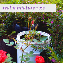 Miniature Rose Pendant Necklace